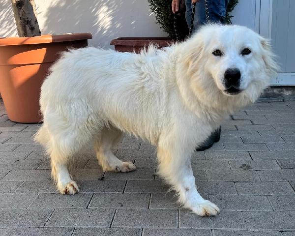 CHIARA DOLCE MAREMMANA Foto 2